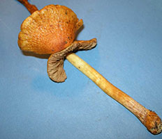 Cortinarius corrugatus